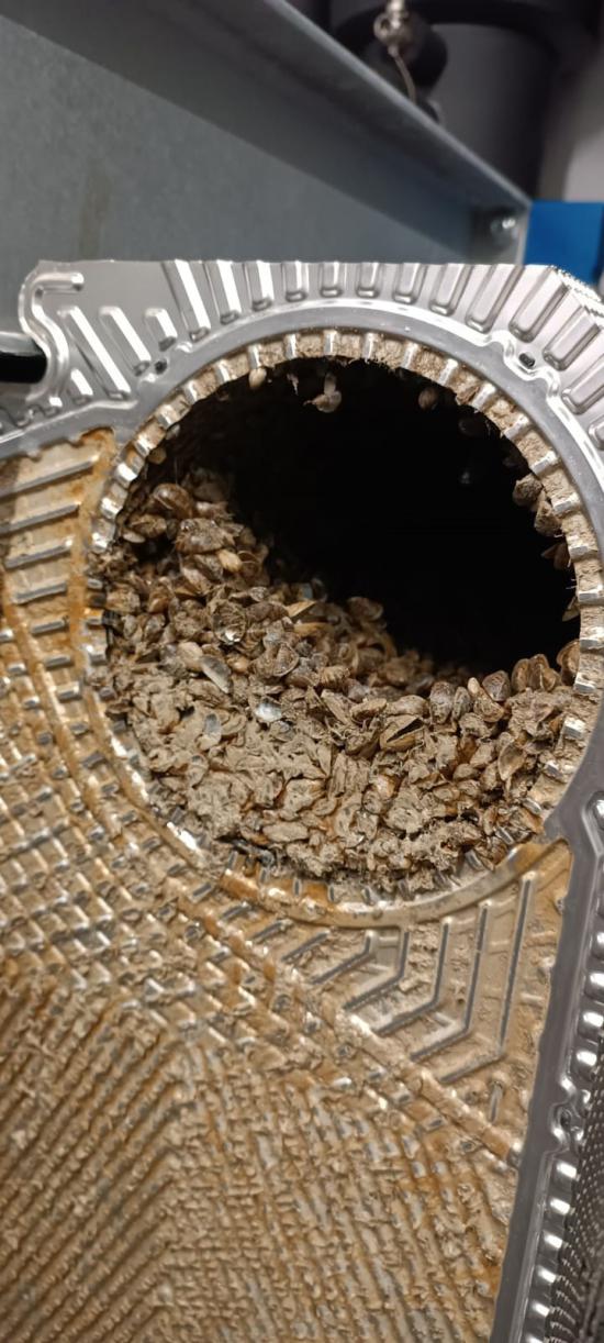 Mit Muscheln verunreinigter Plattenwärmetasucher
